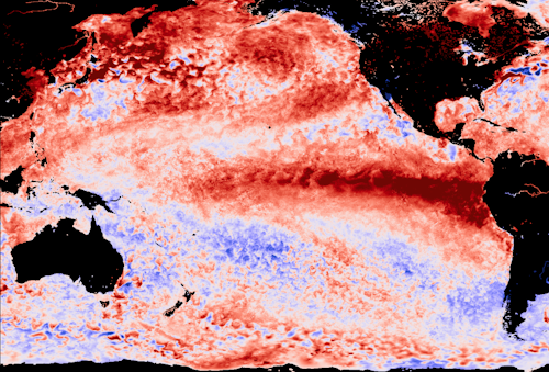 Anomalie de température de surface de l’océan Pacifique le 1er novembre 2023, montrant la présence d’El Niño. Source : GHRSST Level 4 - MUR 0,011° 
