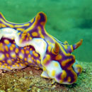 Le roi des nudibranches si majestueux © Denis Sanchez