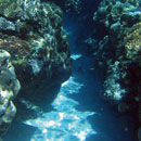 La barrière de corail © Denis Sanchez