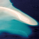 Atoll de Nokanhoui. Ilôt Kotoméré. Représentation de la tête du dauphin. © Stanislas Etienne