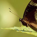 L'effet papillon © Emeric Corniac