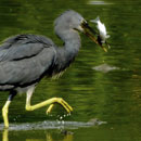 Oiseau et poisson © Patrice Morin