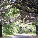 Le chemin à l'île des Pins © Leila-Denise Bouchikhi