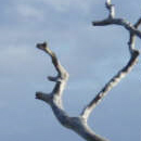 Arbre songeur © Jacques Vrignaud