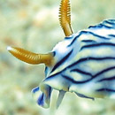 Maitre chromodoris sur une algue perché © Denis Sanchez