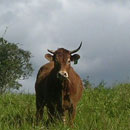 Les vaches calédoniennes © Jean-Marc Jegou