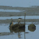 Couple de martins-pêcheurs à marée basse © Annie Ruinard