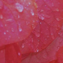 Gouttes de pluie sur fleurs de Bougainvillier © Jean-Marc Jegou