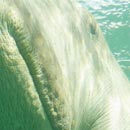 Dugong © Stéphan Peretti