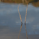 Lever de jour sur la foret noyée (lac de Yaté)  © Henri Leveque