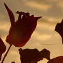 Bougainvillier à contre jour © Chrystelle Di Matteo