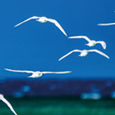 Vol de mouettes sur le lagon  © Arnaud Elissalde