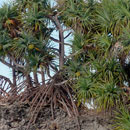 Pandanus © Béatrice Augras