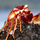 Un crabe n'oublie jamais la mer  © 