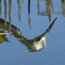 Oiseau dans mangrove © 