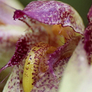 Bulbophyllum longiflorum (Parc des Grandes Fougères)  © 