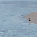 Pêche du matin à Ouvéa - le 26 mai 2014 © 