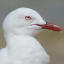 Mouette (Anse Vata) © 