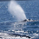 Baleine dans les eaux de l’extrême Sud © 