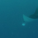 Raie sous le bateau à Ouvéa © 