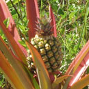 Plants d'ananas, rouges de sécheresse (Photo prise à la tribu de Bondé-Ouégoa le 16/12/15) © 