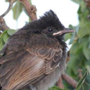 Bébé Bulbul  © 