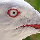 Oeil de mouette  © 