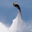 Le saut de la baleine à bosse  © 