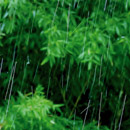 La pluie sur les bambous  © 