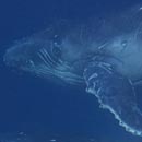 Baleine et son baleineau en baie de Chateaubriand © 