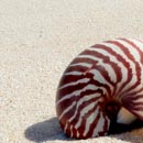 Nautile sur une plage de Maré © 