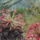 Drosera calédonien au mont Humbolt  © 