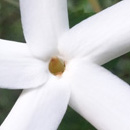 Tiaré de Tina (Atractocarpus platyxylon) : espèce endémique de forêt sèche faisant des fleurs blanches tout au long de l'année © 