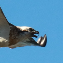 Le pêcheur du ciel  © 