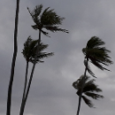 Gigue des palmiers au crépuscule (baie de Kanumera) © 