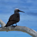 Couple de Noddis noirs, lagon sud  © 