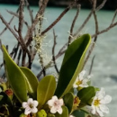 Une noix de coco comme vous n'en avez jamais vue © 